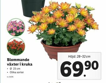 Lidl Blommande växter i kruka erbjuda