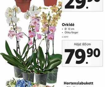 Lidl Orkidé erbjuda