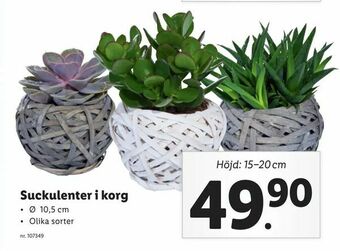 Lidl Suckulenter i korg erbjuda