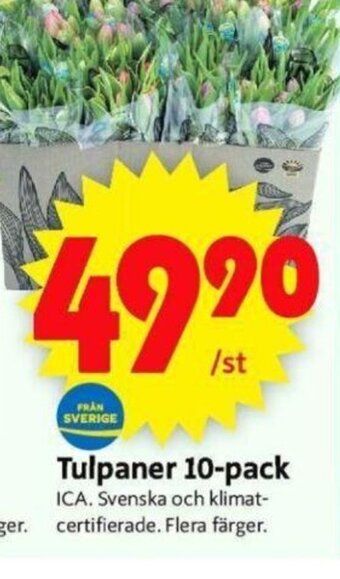ICA Supermarket Tulpaner 10-Pack erbjuda