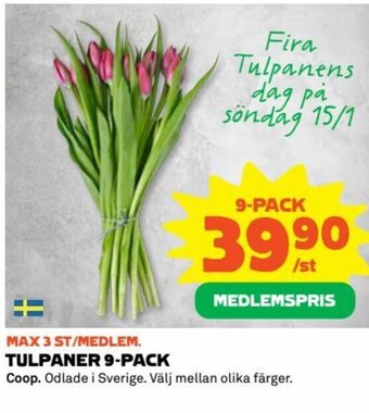 Coop Tulpaner 9-Pack erbjuda