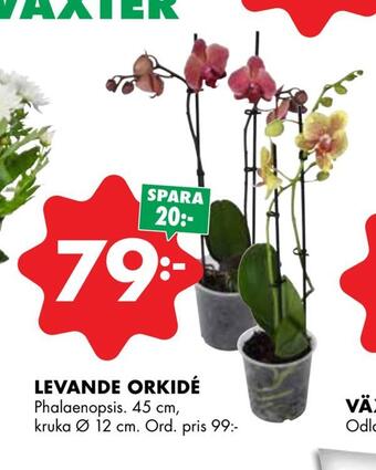 ÖoB Levande orkidé erbjuda