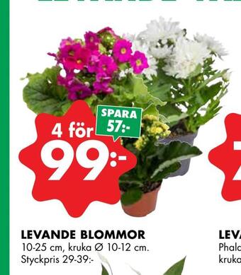 ÖoB Levande blommor erbjuda