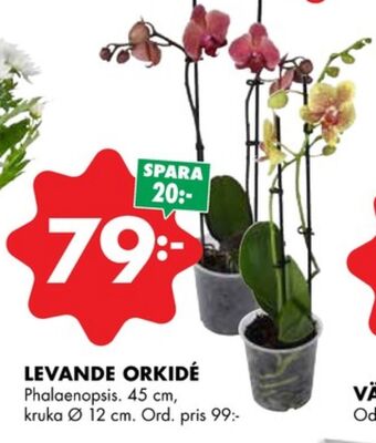 ÖoB Odla krukväxt erbjuda