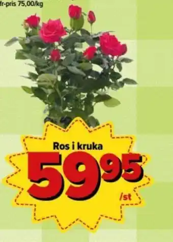 Ros i Kruka