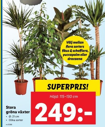 Lidl Stora Gröna Växter erbjuda