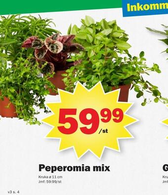 Pekås Peperomia mix erbjuda
