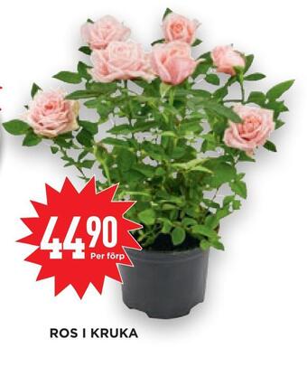Willys Hemma Ros i kruka erbjuda