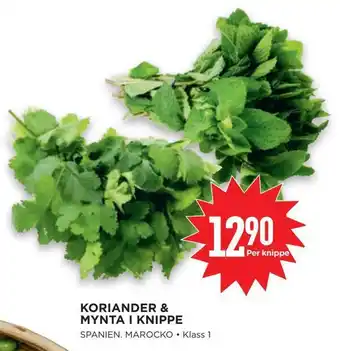 Willys Koriander & mynta i knippe erbjuda