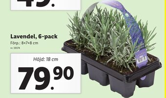 Lidl Lavendel, 6-pack erbjuda