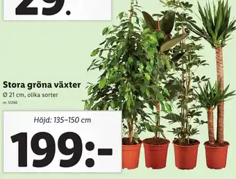 Lidl Stora gröna växter Ø 21cm erbjuda