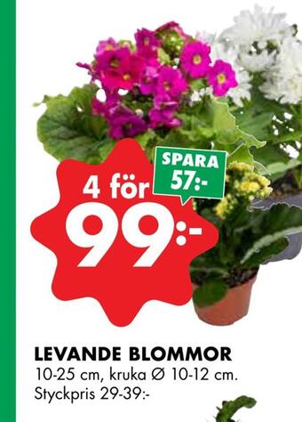 ÖoB Levande blommor erbjuda