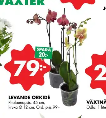 ÖoB Levande orkidé erbjuda