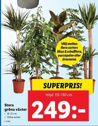 Lidl Stora gröna växter erbjuda