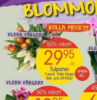 EKO Tulpaner erbjuda