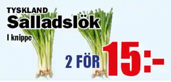 Matdax Tyskland Salladslök I knippe erbjuda