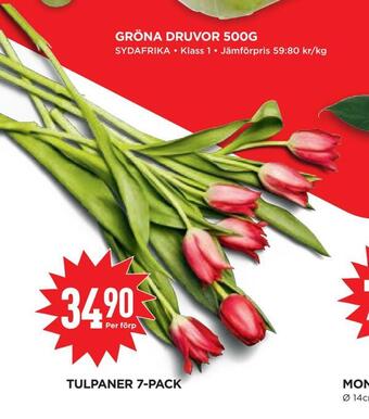 Willys Hemma Tulpaner 7-pack erbjuda