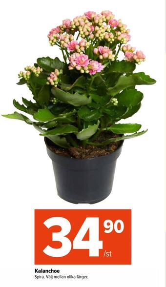 Coop Extra Kalanchoe erbjuda