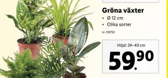 Lidl Gröna Växter erbjuda