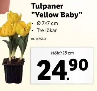 Lidl Tulpaner Yellow Baby erbjuda