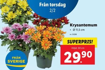 Lidl Krysantemum erbjuda