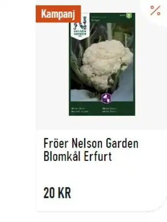 Granngården Fröer Nelson Garden Blomkål Erfurt erbjuda