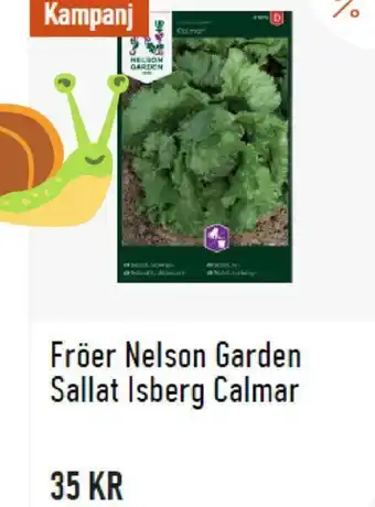 Fröer Nelson Garden Sallat Isberg Calmar