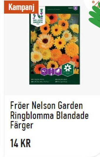 Granngården Fröer Nelson Garden Ringblomma Blandade Färger erbjuda