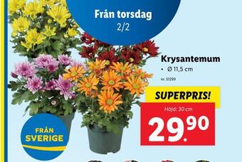 Lidl Krysantemum erbjuda