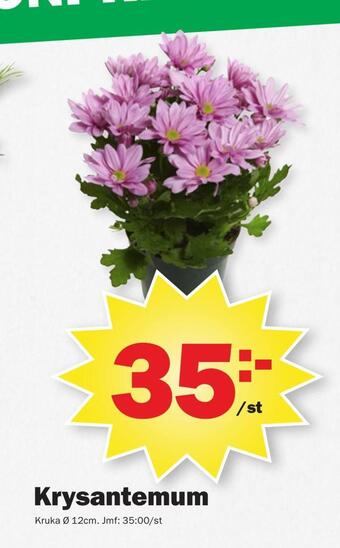 Pekås Krysantemum erbjuda