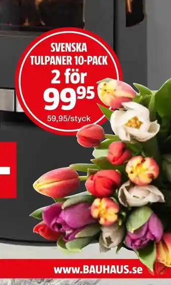 Svenska tulpaner 10-pack
