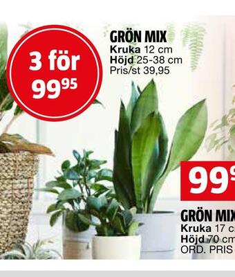 Bauhaus Grön mix erbjuda