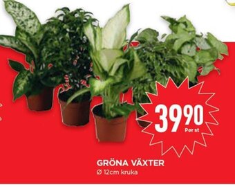 Willys Gröna Växter erbjuda