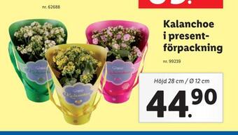 Lidl Kalanchoe i present förpackning erbjuda