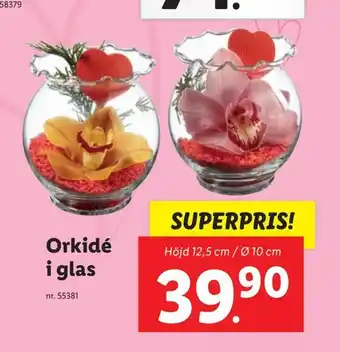 Lidl Orkidé i glas erbjuda