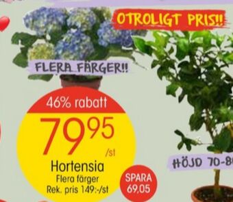 EKO Eko blommor erbjuda