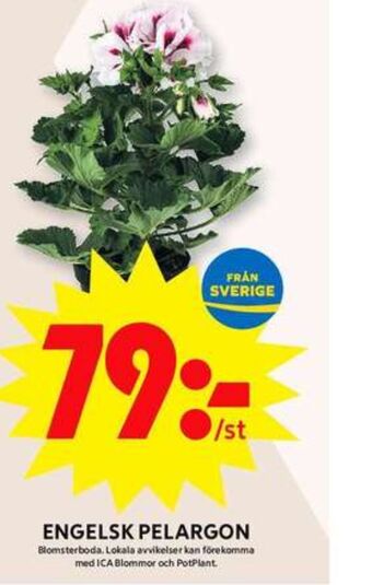 ICA Maxi Blomsterboda krukväxt erbjuda