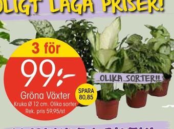 EKO Gröna växter erbjuda
