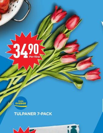 Willys Hemma Tulpaner 7-pack erbjuda