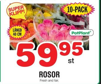 Nya Pulsen Rosor erbjuda