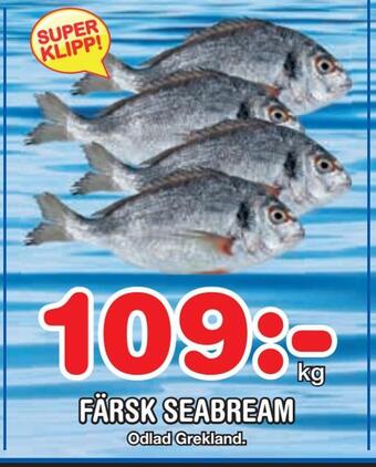 Nya Pulsen Färsk seabream erbjuda