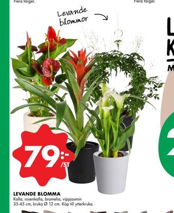 ÖoB Levande blomma erbjuda