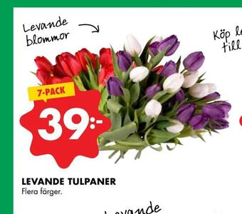 ÖoB Levande tulpaner erbjuda