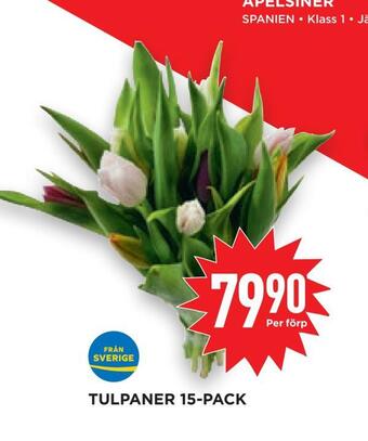 Willys Hemma Tulpaner 15-pack erbjuda