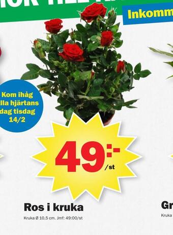 Pekås Ros i kruka erbjuda