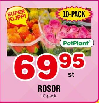 Nya Pulsen Rosor erbjuda