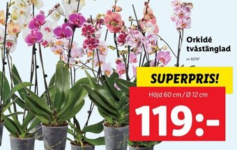 Lidl Orkidé Tvåstänglad erbjuda