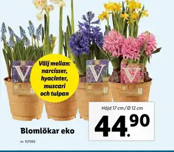 Lidl Blomlökar Eko erbjuda