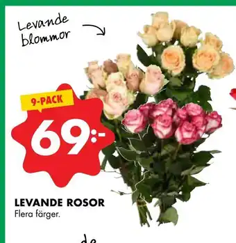 Levande rosor