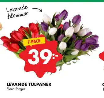 ÖoB Levande tulpaner erbjuda